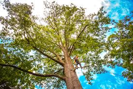 Best Utility Line Clearance  in Jefferson, OH