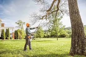 Best Palm Tree Trimming  in Jefferson, OH