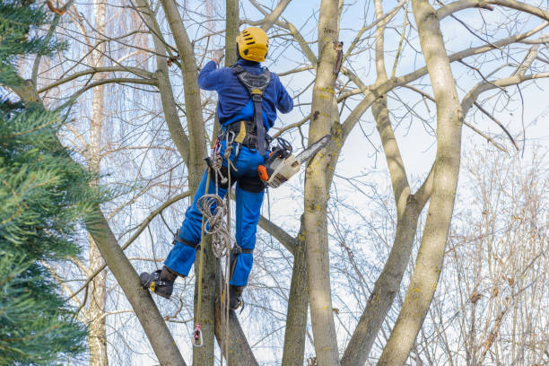 Best Tree Removal  in Jefferson, OH