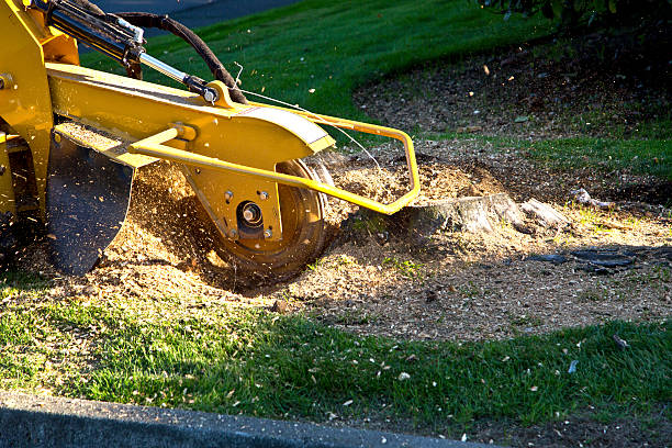 Best Fruit Tree Pruning  in Jefferson, OH