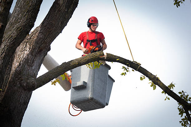 Best Root Management and Removal  in Jefferson, OH