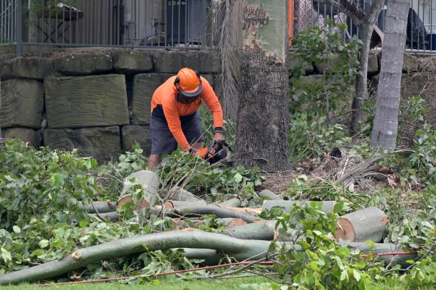 Best Arborist Consultation Services  in Jefferson, OH